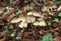 Funghi Etna - 48