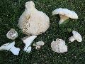 Funghi Etna - Basilisco