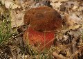 Funghi Etna - Boletus erythropus
