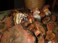 Funghi Etna - mistofunghi2