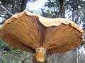Funghi sui tronchi