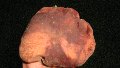 Funghiporcini - Boletus phinopilus2