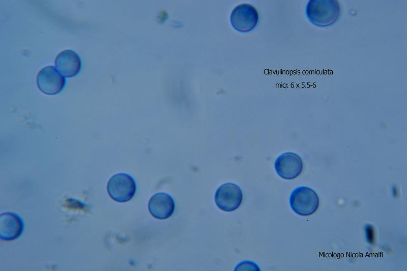 Microscopia - Clavulinopsis corniculata 