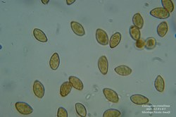 Microscopia - Cortinarius cristallinus 1