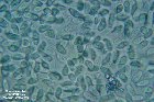 Microscopia - Pleurotus opuntiae spore