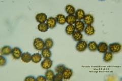 Microscopia - Russula albocretacea var