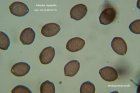 Microscopia - SPOREPsisilocybe coprophila