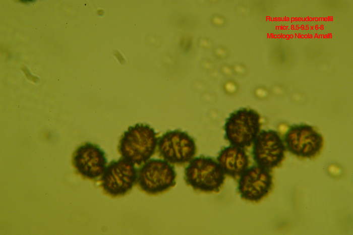 fotoinsetti - Russula pseudoromellii