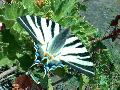 fotoinsetti - farfalla TS