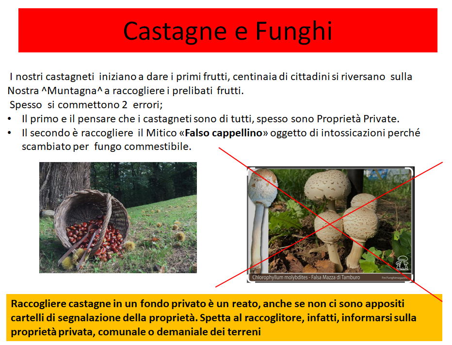 castagnefunghi