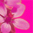 pinkflower.gif - 2,92 kB
